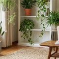 Best Plants to Clean Air After Using Cleaning Chemicals at Home